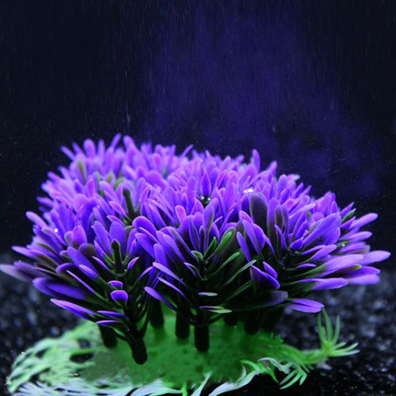 Fish aquarium plant