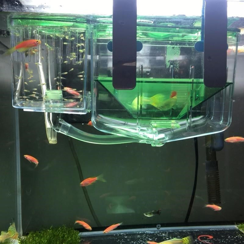 Hatching box guppy sick fish isolation box