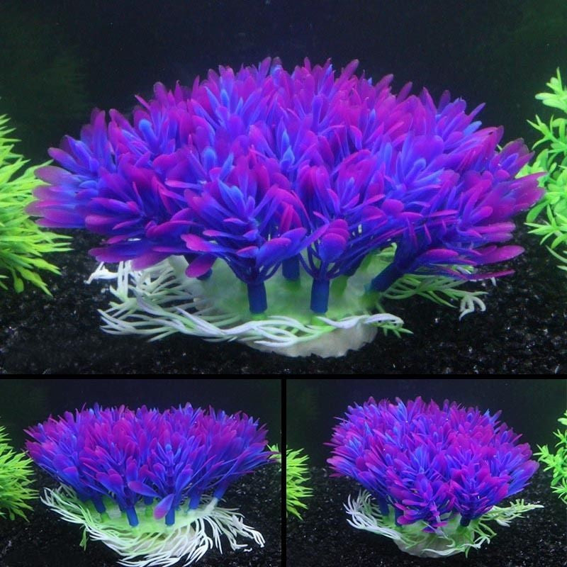 Fish aquarium plant