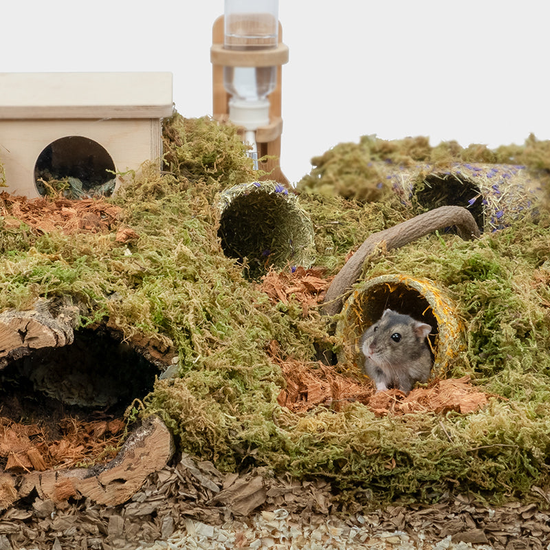 Hamster Tunnel Grass