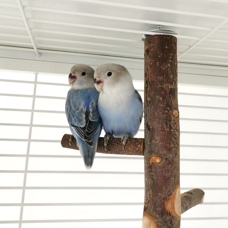 Parrot Bird Wood Stand Pole